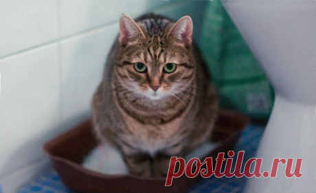 Устраняем кошачий запах дома — Делимся советами