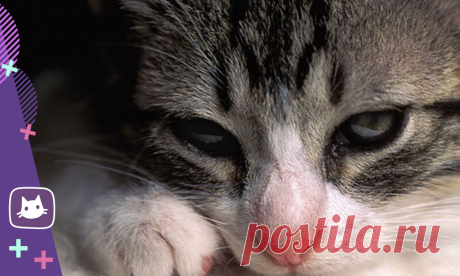 😿Калицивироз у кошек | Нос, хвост, лапы | Яндекс Дзен