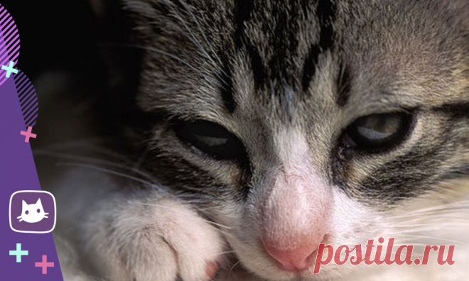 😿Калицивироз у кошек | Нос, хвост, лапы | Яндекс Дзен