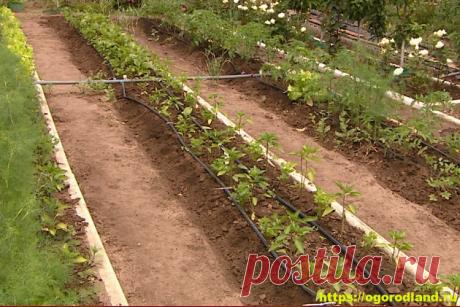 Узкие грядки – широкие межи