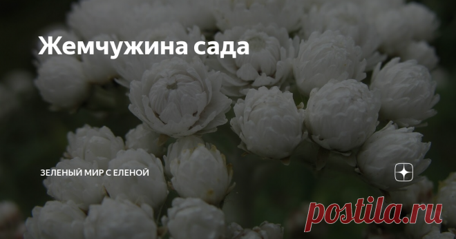 Жемчужина сада Это многолетнее цветущее растение обладает качествами, которые делают его желанным и незаменимым в каждом саду. Чтобы вырастить его, не надо прилагать особых усилий и знаний. Растение морозостойкое, засухоустойчивое, растет на солнце и в небольшом затенении, может расти на малоплодородных участках. Анафалис - декоративен в течение всего сезона, цветет до октября. Анафалис идеальное растение для подбивки кустарников или оттенению других цветов, а так-же для з...
