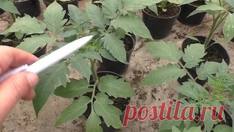 Без этого рассада будет жёлтой! Простой способ)