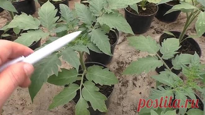 Без этого рассада будет жёлтой! Простой способ)