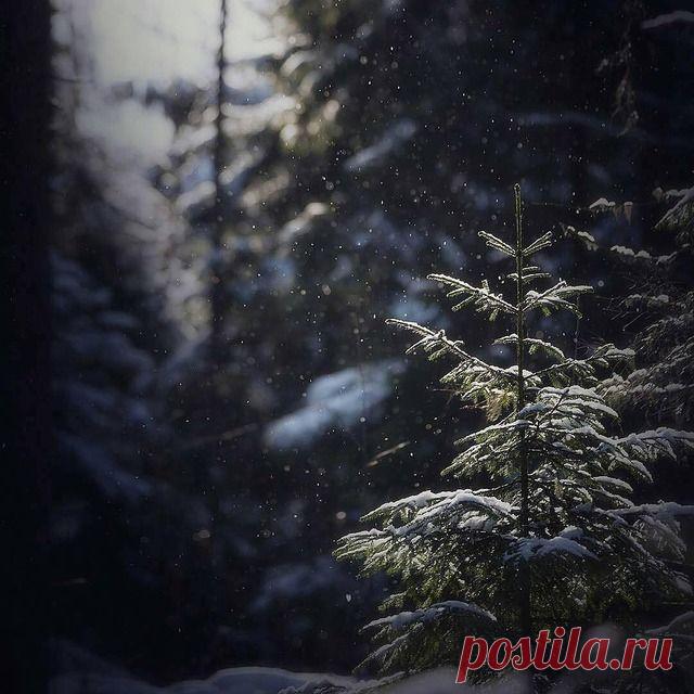 dbbca89b5441bb457683fa37af1314c4.jpg (640×640)