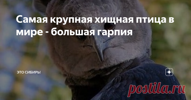Самая крупная хищная птица в мире - большая гарпия Южноамериканская гарпия. Фото взято из открытых источников
Южноамериканская гарпия – крупная и мощная птица. Её ещё называют лесным орлом. Величиной до одного метра птица имеет размах крыльев около 2-х метров. Особи женского пола крупнее самцов почти в два раза. Если самки имеют вес около 9 кг., то самцы – от 4,5, до 4,8 кг. Хотя сильной стороной самцов является их маневренность. Различия в