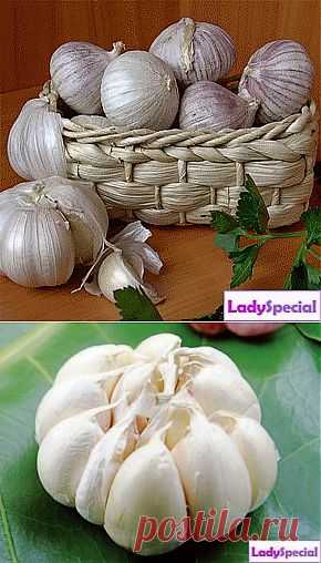 Лечебные свойства чеснока. Лечение заболеваний чесноком - Женский журнал LadySpecial.ru