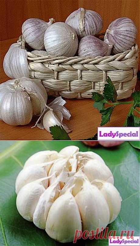 Лечебные свойства чеснока. Лечение заболеваний чесноком - Женский журнал LadySpecial.ru