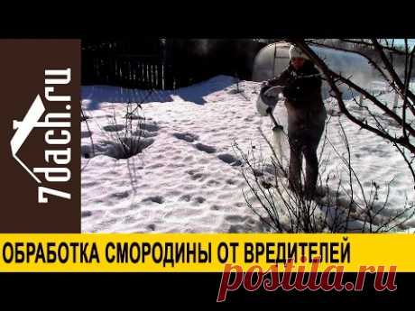 Обработка смородины от почкового клеща и других вредителей - 7 дач - YouTube