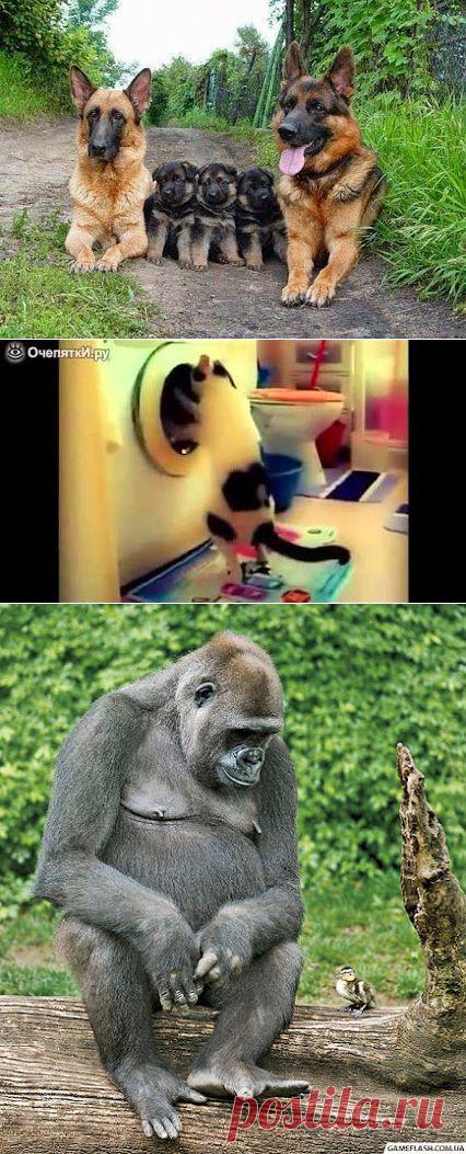 Интересное фото и видео – Фото: Животные – Community – Google+