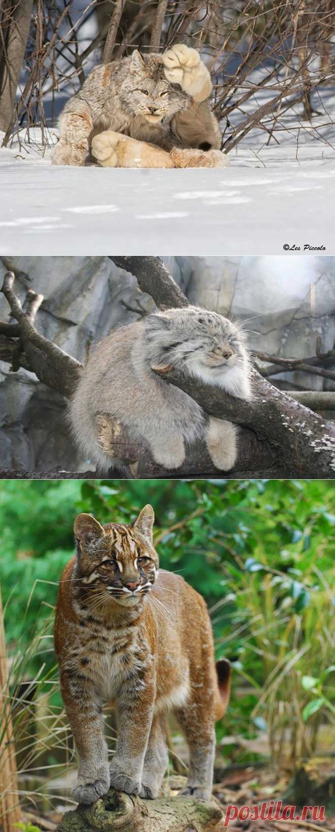 17 малоизвестных диких котов — Наука и жизнь