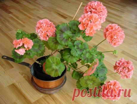 Герань в любое время года — Сад на подоконнике