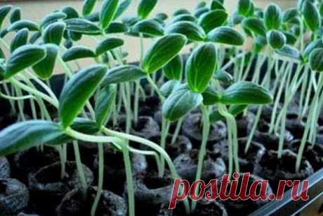 Урожай круглый год: как вырастить огурцы на подоконнике