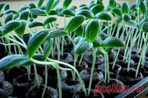 Урожай круглый год: как вырастить огурцы на подоконнике