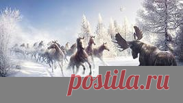 птицы на снегу обои: 12 тыс изображений найдено в Яндекс.Картинках