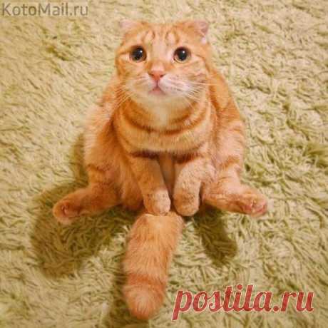 Бедный я, несчастный... единственный котик в семье