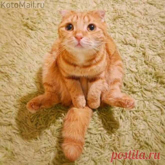 Бедный я, несчастный... единственный котик в семье