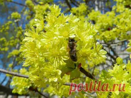 Цветущий клён