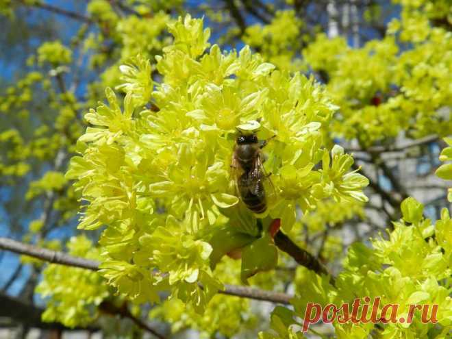 Цветущий клён