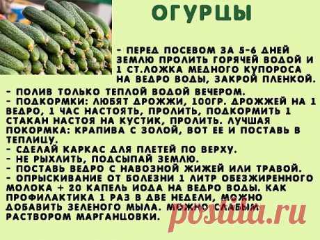 Сажаю огурцы .
Для посадки приготовить следующие компоненты: перегной, древесную золу, кипяток и собственно семена. Инструмент, применяемый в этой операции, всем известен — это лопата. 

Копает небольшую грядку длиной 2 м и шириной 60–70 см. В ней делает лунки в шахматном порядке «через клетку»: одна, потом две и снова одна. Лунки должны находиться на расстоянии 60 см друг от друга. 

У нас на участке земля тяжелая, суглинок, поэтому удобрения играют большую роль. Каждую л...