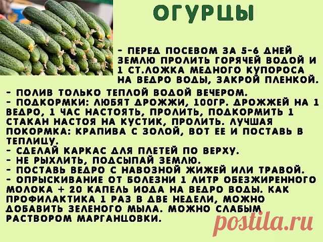 Сажаю огурцы .
Для посадки приготовить следующие компоненты: перегной, древесную золу, кипяток и собственно семена. Инструмент, применяемый в этой операции, всем известен — это лопата. 

Копает небольшую грядку длиной 2 м и шириной 60–70 см. В ней делает лунки в шахматном порядке «через клетку»: одна, потом две и снова одна. Лунки должны находиться на расстоянии 60 см друг от друга. 

У нас на участке земля тяжелая, суглинок, поэтому удобрения играют большую роль. Каждую л...