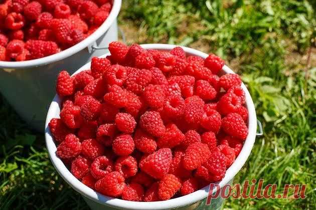 МАЛИНА ВЕДРАМИ

Как удается получать такой урожай?
