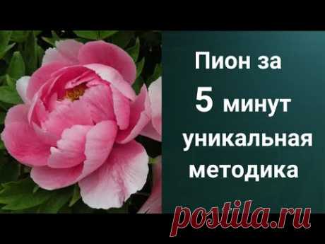 Как рисовать Пион. Получите 50 уроков бесплатно сслыка в описании.