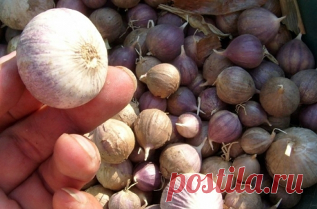 Как размножать чеснок воздушными луковицами (бульбочками)?