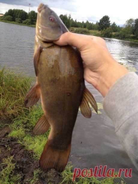 Линь,на фидер / Богатая добыча