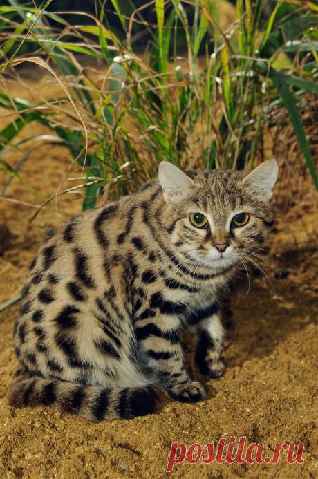 Черноногая кошка (Felis nigripes) | Терри Уиттакер Фотография