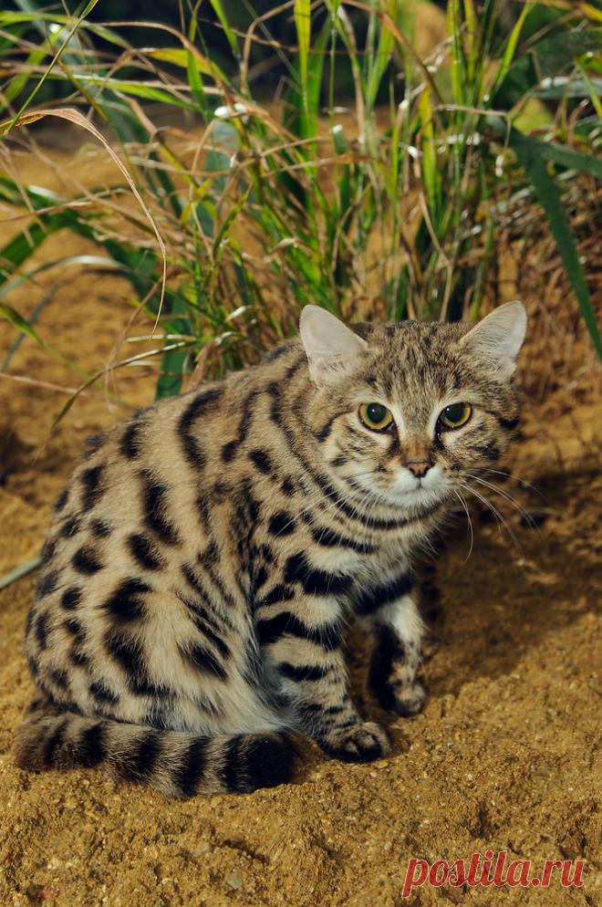 Черноногая кошка (Felis nigripes) | Терри Уиттакер Фотография