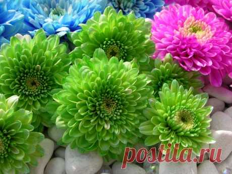 105739652_large_4933781_flower30_800x600.jpg (Изображение JPEG, 800 × 600 пикселов)