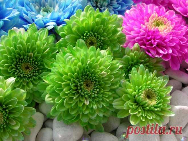 105739652_large_4933781_flower30_800x600.jpg (Изображение JPEG, 800 × 600 пикселов)