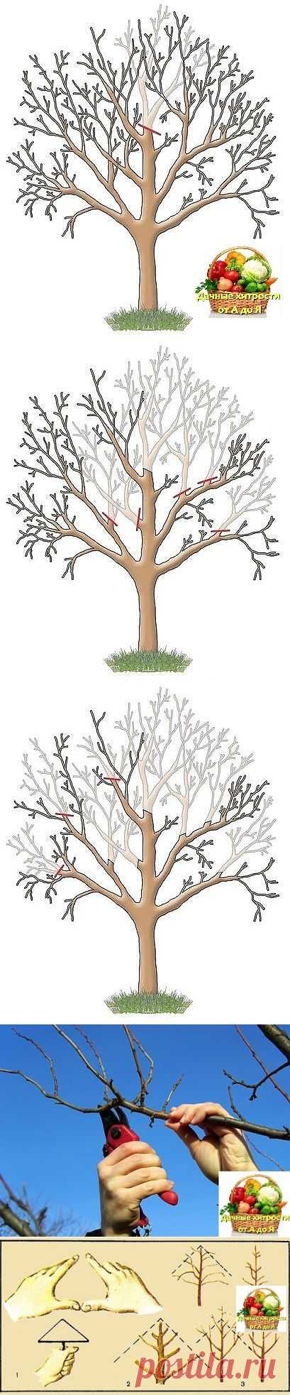 ОБРЕЗКА САДОВЫХ ДЕРЕВЬЕВ

Яблони, груши и прочие плодовые культуры дают обильный урожай пока молодые. С возрастом их плоды заметно мельчают, а сами растения чаще болеют. Но отчаиваться не стоит – вернуть деревьям былую силу можно с помощью обрезки. И делать ее лучше всего в феврале.
Омолаживающая обрезка убивает сразу трех зайцев: плоды становятся крупнее, урожайность увеличивается на 20–60%, повышается морозостойкость деревьев и к тому же их проще обрабатывать от болезней и вредителей.