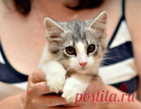 Максимка - история про поиск котика