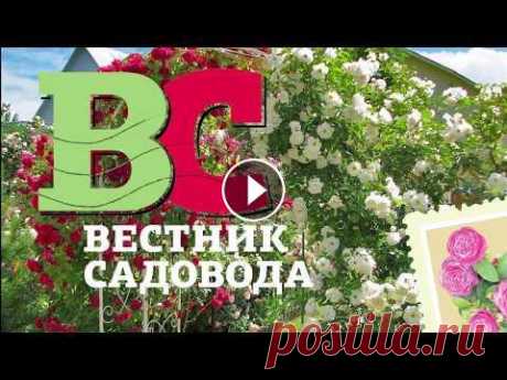 Укрытие роз роз на зиму:  часть2 Продолжение мастер-класс Алексея Степанова по укрытию роз на зиму. Первая часть этого мастер-класса: И - видеосеминар Алексея Степанова об укрытии шта...