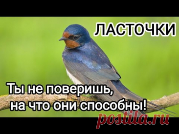 Ласточки – невероятные птицы рядом с нами! Всё, что вы не знали о них 🐦✨