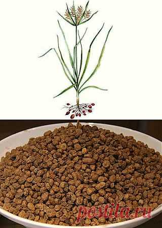 Вкусный Огород: Растение чуфа

Клубеньки чуфы можно высевать прямо в грунт в середине мая, но для получения большего урожая лучше высевать на рассаду в начале апреля. Перед посевом клубеньки надо замочить на 1-2 дня, меняя воду несколько раз. Всходы появляются через 8-10 дней. Листья блестящие, темно-зеленые, похожи на осоку. Когда минует угроза заморозков, рассаду с комом земли пересаживают в грунт. Чуть глубже, чем рассада росла в стаканчиках. В ряду 35 см друг от друга.