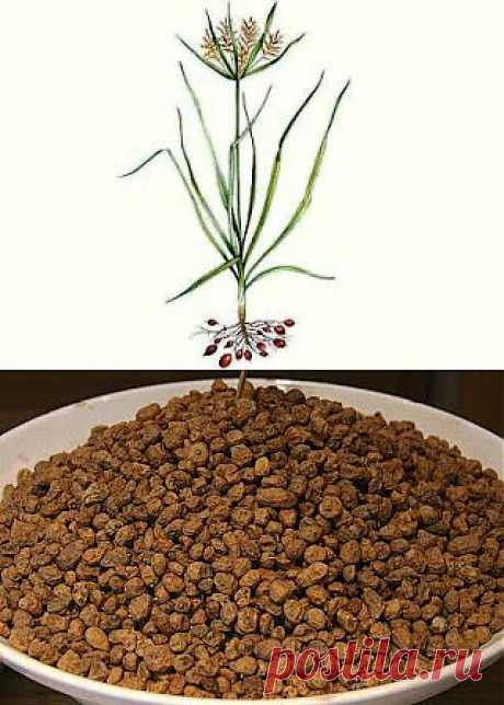 Вкусный Огород: Растение чуфа

Клубеньки чуфы можно высевать прямо в грунт в середине мая, но для получения большего урожая лучше высевать на рассаду в начале апреля. Перед посевом клубеньки надо замочить на 1-2 дня, меняя воду несколько раз. Всходы появляются через 8-10 дней. Листья блестящие, темно-зеленые, похожи на осоку. Когда минует угроза заморозков, рассаду с комом земли пересаживают в грунт. Чуть глубже, чем рассада росла в стаканчиках. В ряду 35 см друг от друга.