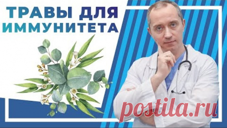 Травы для иммунитета! Народные средства способные поднять иммунитет!