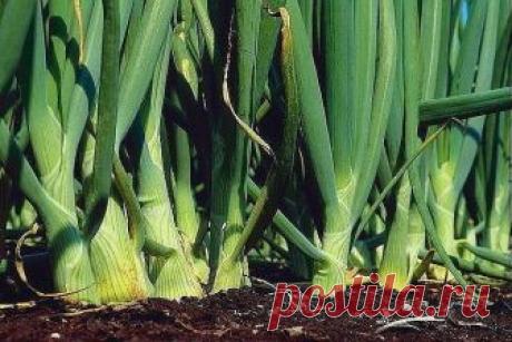 НАШАТЫРНЫЙ СПИРТ — ЗАЩИТНИК РАСТЕНИЙ!