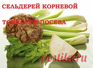 Рассада сельдерея корневого! Есть секрет! Делюсь! — 6 соток