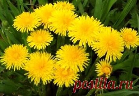 Одуванчик растет повсюду. Его желтые цветки, похожие на маленькие «солнышки» радуют глаз ранней весной.
О целебных свойствах одуванчика известно с древних времен. Он содержит много витаминов и разных микроэлементов. В его состав входит железо и кальций, так необходимые нашему организму.