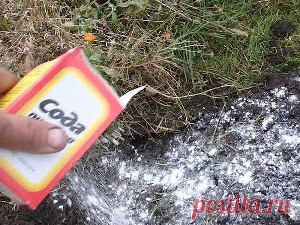 Сода на огороде и др.полезные советы дачнику
 
СОВЕТ 1 : СОДА НА ОГОРОДЕ   
Сохраните, чтобы не потерять!   
Без пищевой соды вообще сложно представить себе современный огород. Кажется, она помогает везде и всюду. Если вы выращиваете на своем дачном участке виноград, то не забудьте в период созревания ягод опрыскать лозу раствором соды — 75 грамм на 10 литров воды. Такая процедура защищает виноград от серой гнили, а так же повышает содержание сахаров в ягодах. Таким же рас...