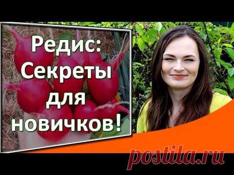 Редис: как выращивать. Посадка редиски весной и летом. Сорта редиса. Секреты урожая крупного редиса