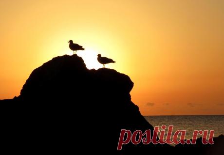 (49) Одноклассники