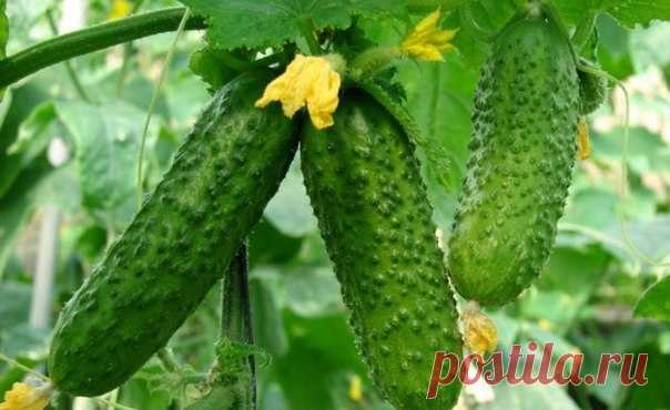 Уловки хитрецов, ради вкусных огурцов
