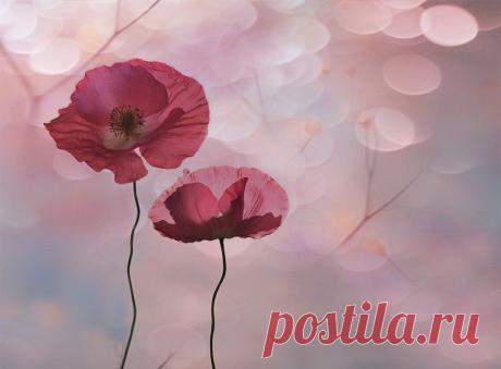 (29) Одноклассники