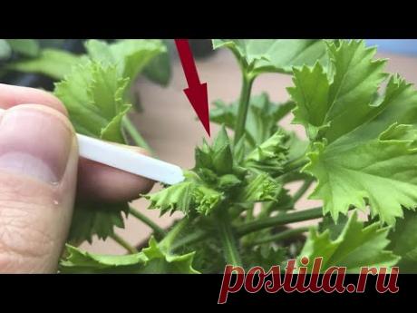 Как ЗАСТАВИТЬ КОРОЛЕВСКУЮ ГЕРАНЬ (ПЕЛАРГОНИЮ) ЗАЦВЕСТИ ГЛАВНОЕ УСЛОВИЕ для ПЫШНОГО цветения