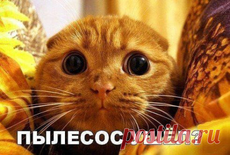(60) Одноклассники
