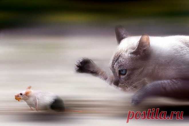 Cat and mouse
